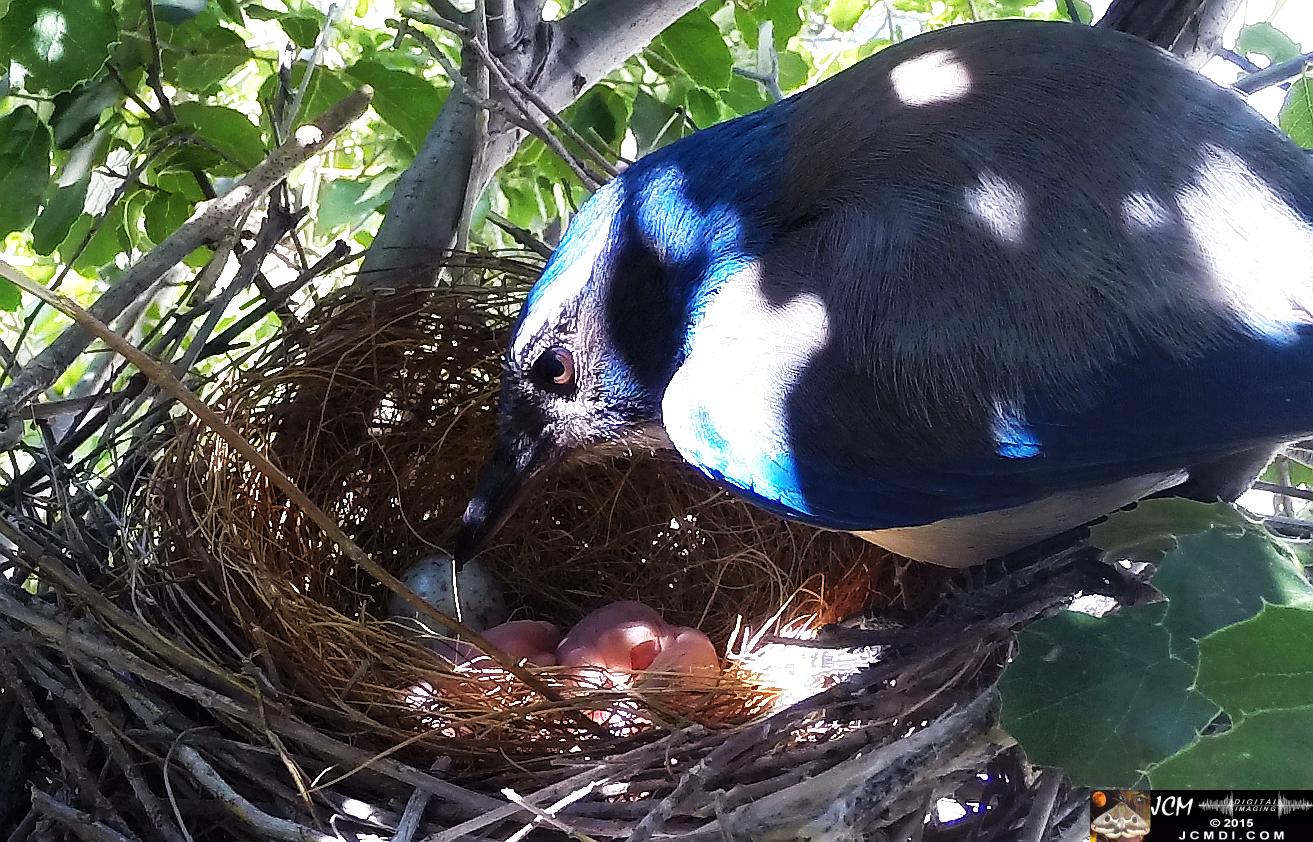 Scrub Jay female with fresh chicks
